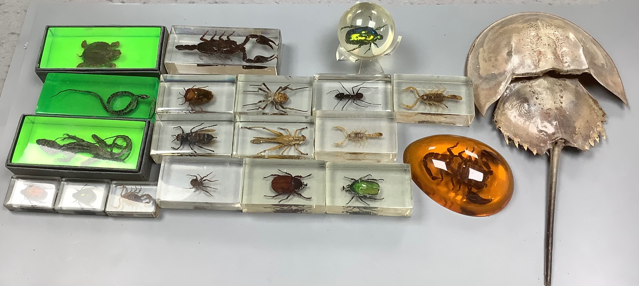 Entomology and Herpetology - a collection of insects, scorpions, spiders, a turtle, a snake in acrylic slabs, a horseshoe crab, and a cased wet specimen African sheath tailed bat, 27 cm wide